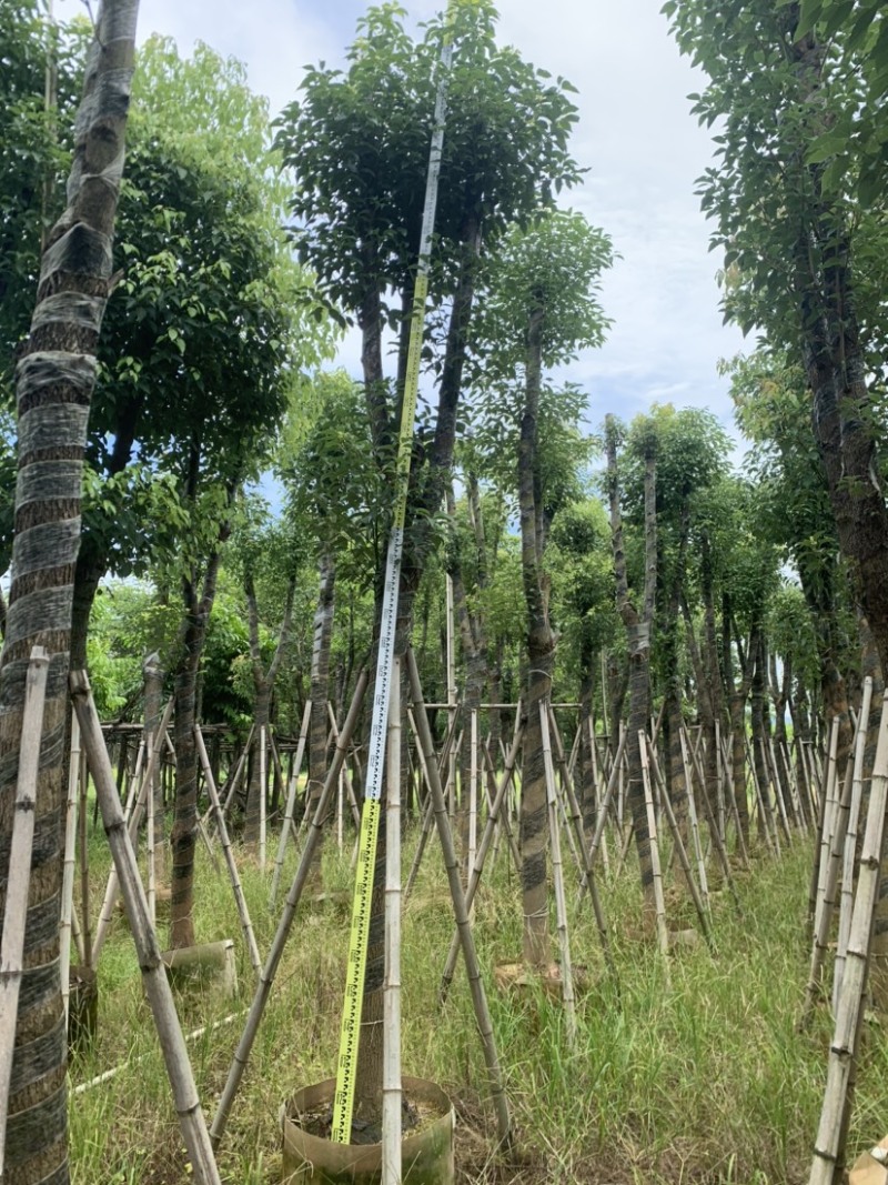 香樟10-12公分骨架货，大量岀售，需要的老板联系