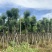 香樟10-12公分骨架货，大量岀售，需要的老板联系