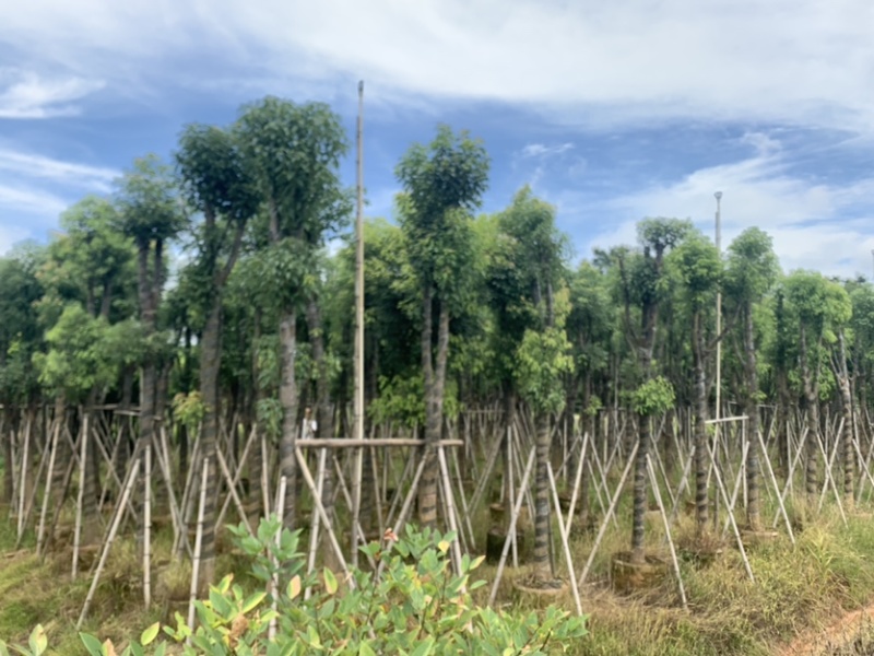 香樟10-12公分骨架货，大量岀售，需要的老板联系