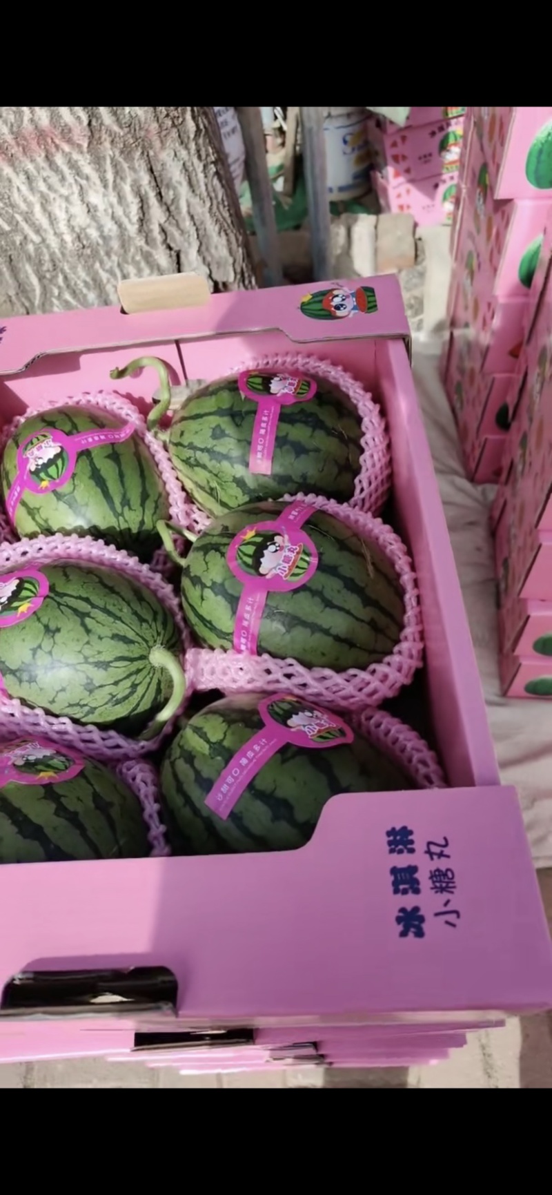 2K西瓜货源充足，大量供货，产地直销，精品优质货源