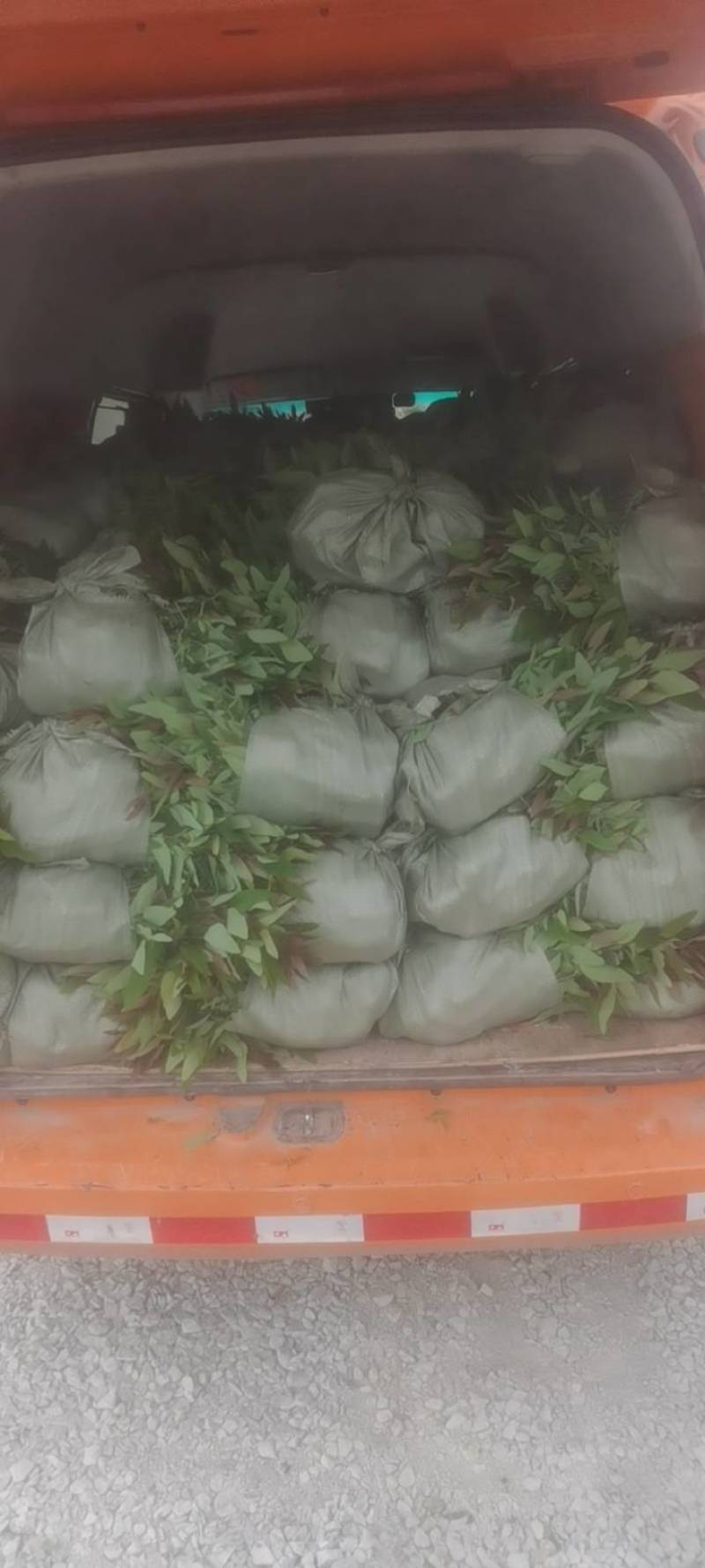 桉树苗