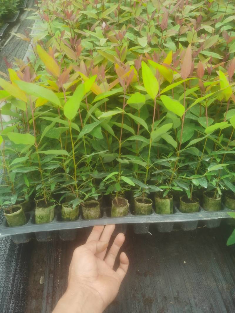 桉树苗