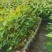 桉树苗