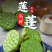 洪湖新鲜莲蓬