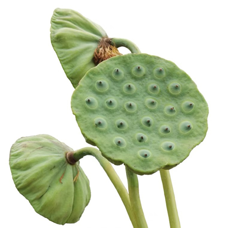 洪湖新鲜莲蓬