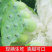 洪湖新鲜莲蓬