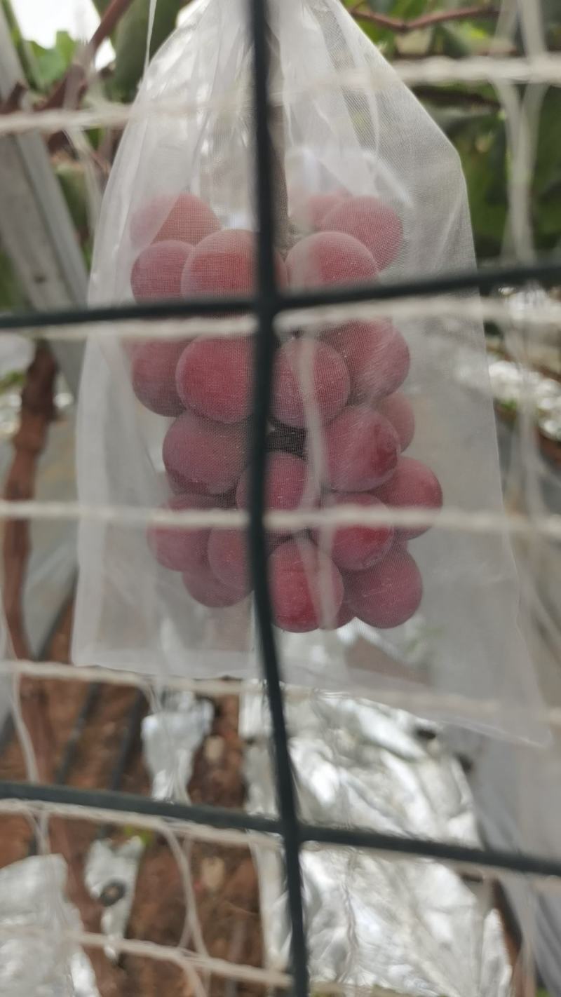 妮娜皇后