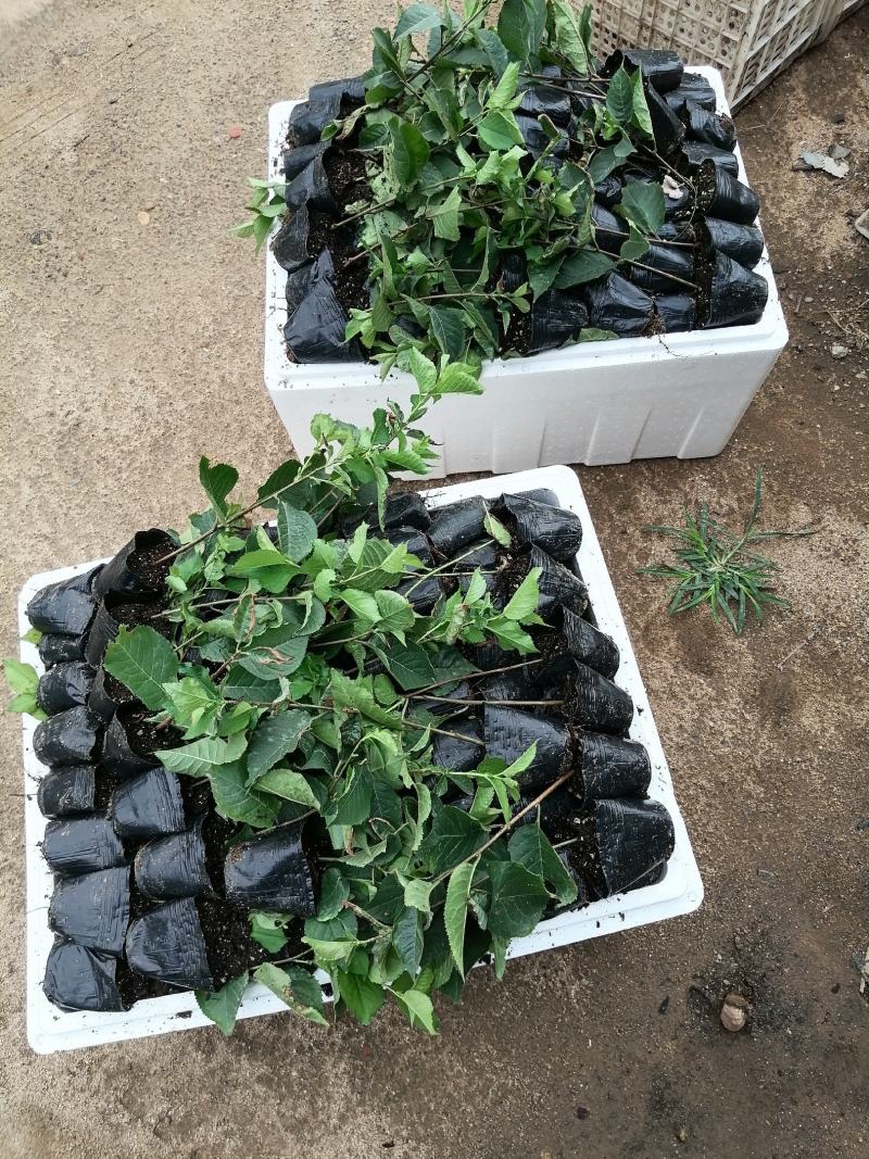 矮化樱桃苗，砧木苗，吉塞拉6号穴盘苗，