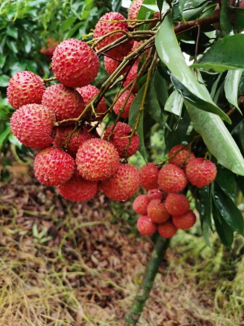 桂味荔枝小核荔枝