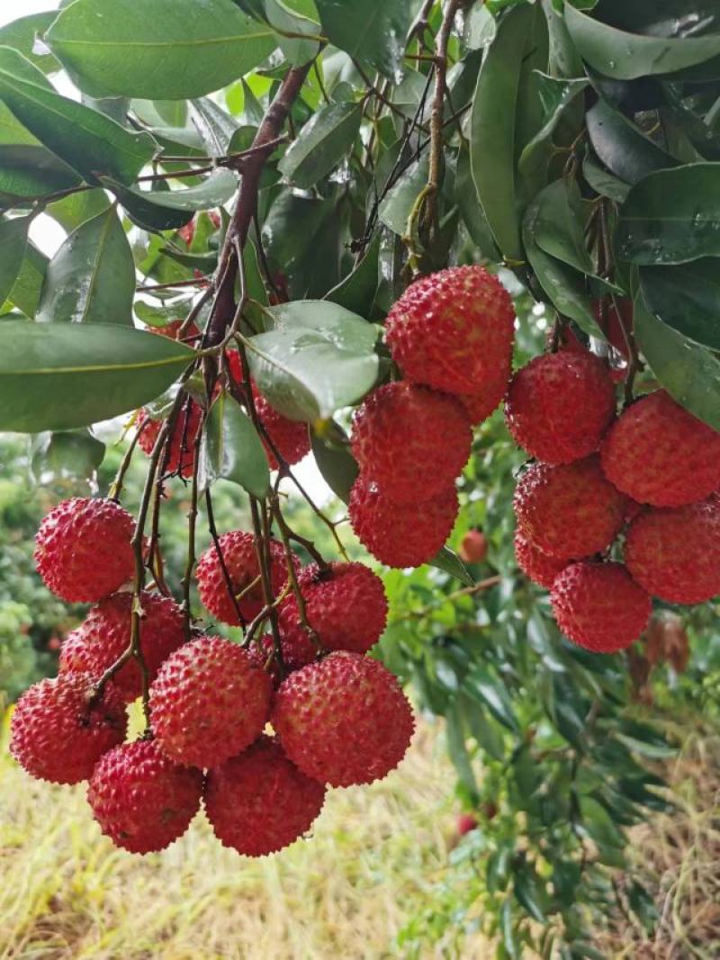 桂味荔枝小核荔枝