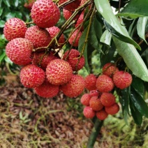 桂味荔枝小核荔枝