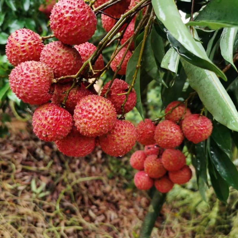 桂味荔枝小核荔枝