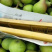 烟台山地特产伏梨，一面红，茄梨，婆婆梨，无核品种