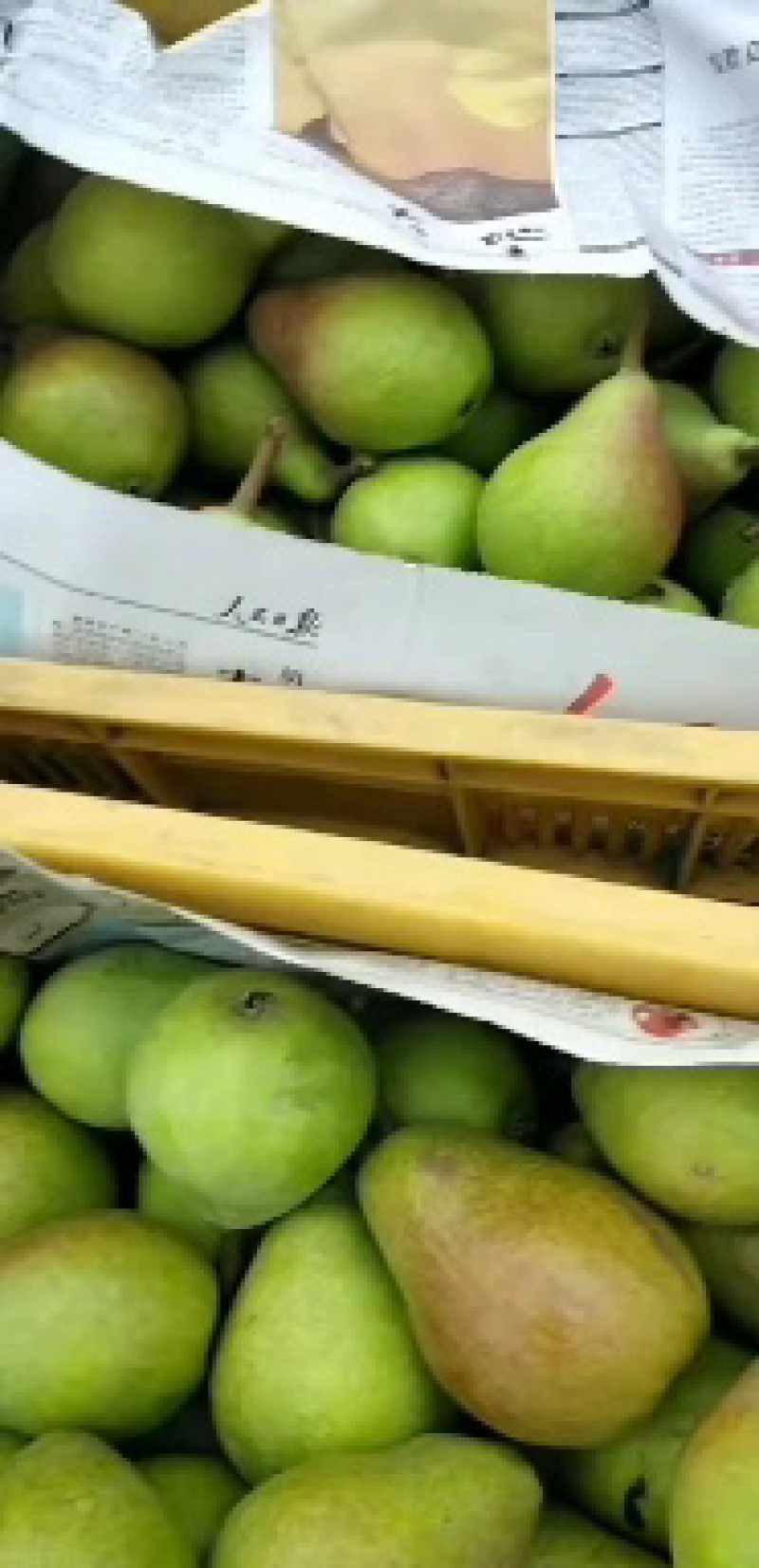 烟台山地特产伏梨，一面红，茄梨，婆婆梨，无核品种