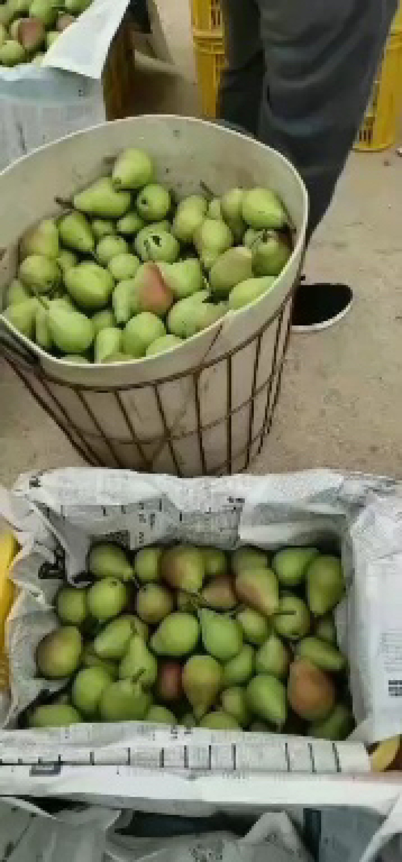 烟台山地特产伏梨，一面红，茄梨，婆婆梨，无核品种