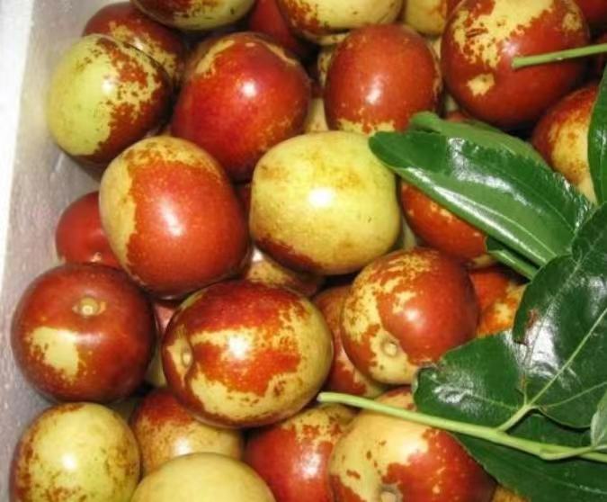 大荔冬枣与其他常见水果在维生素C含量、糖分及食性上的对比图表 大荔冬枣与其他常见水果的对比图