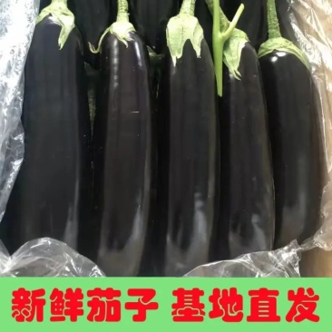 茄子大量上市