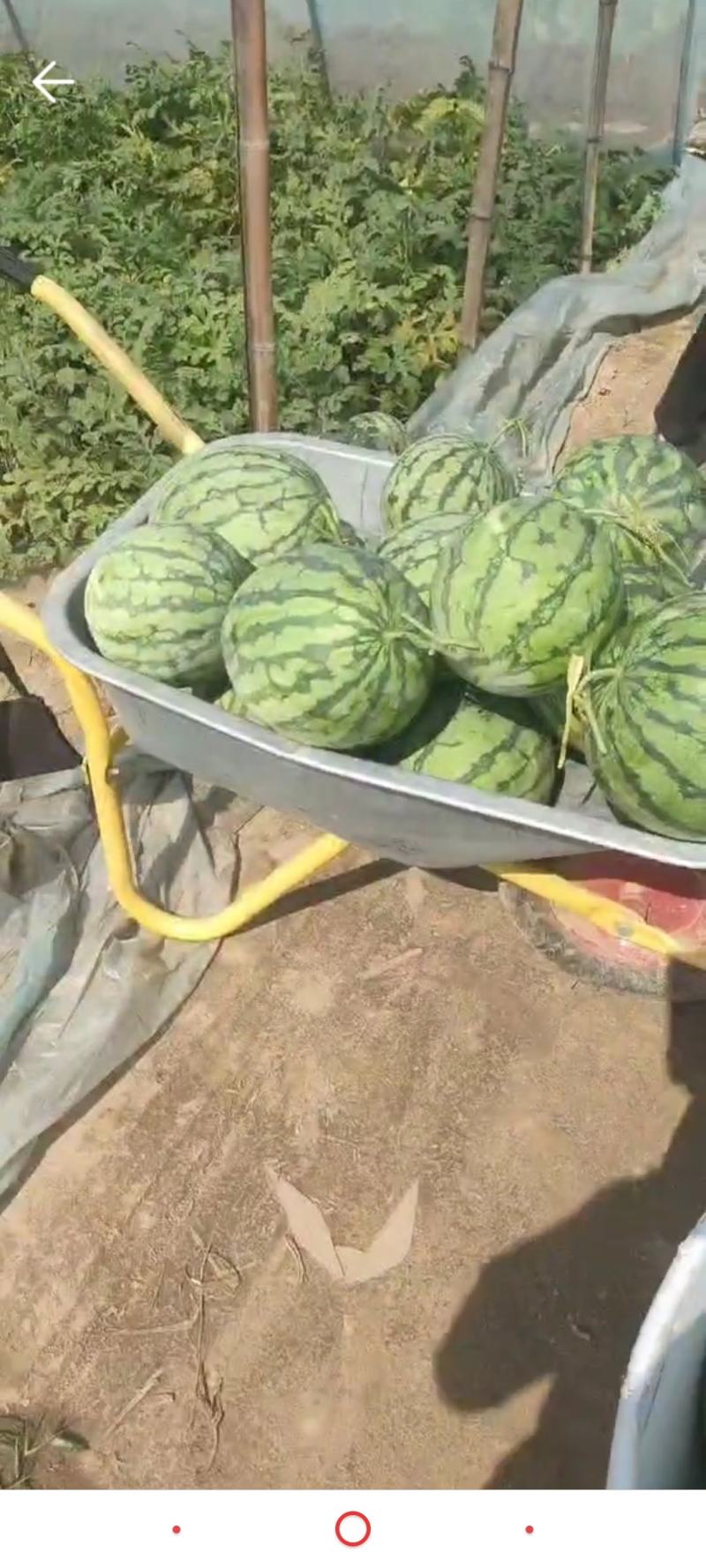 菏泽麒麟西瓜8424大棚西瓜