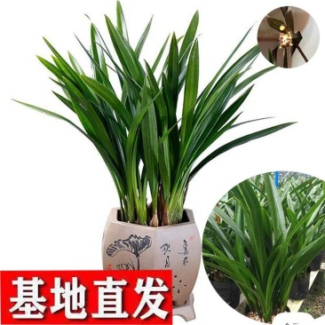 兰花苗带花苞盆栽浓香带原盆种植土发货墨兰企黑翁源兰花直供