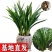 兰花苗带花苞盆栽浓香带原盆种植土发货墨兰企黑翁源兰花直供