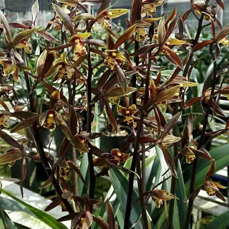 兰花苗带花苞盆栽浓香带原盆种植土发货墨兰企黑翁源兰花直供