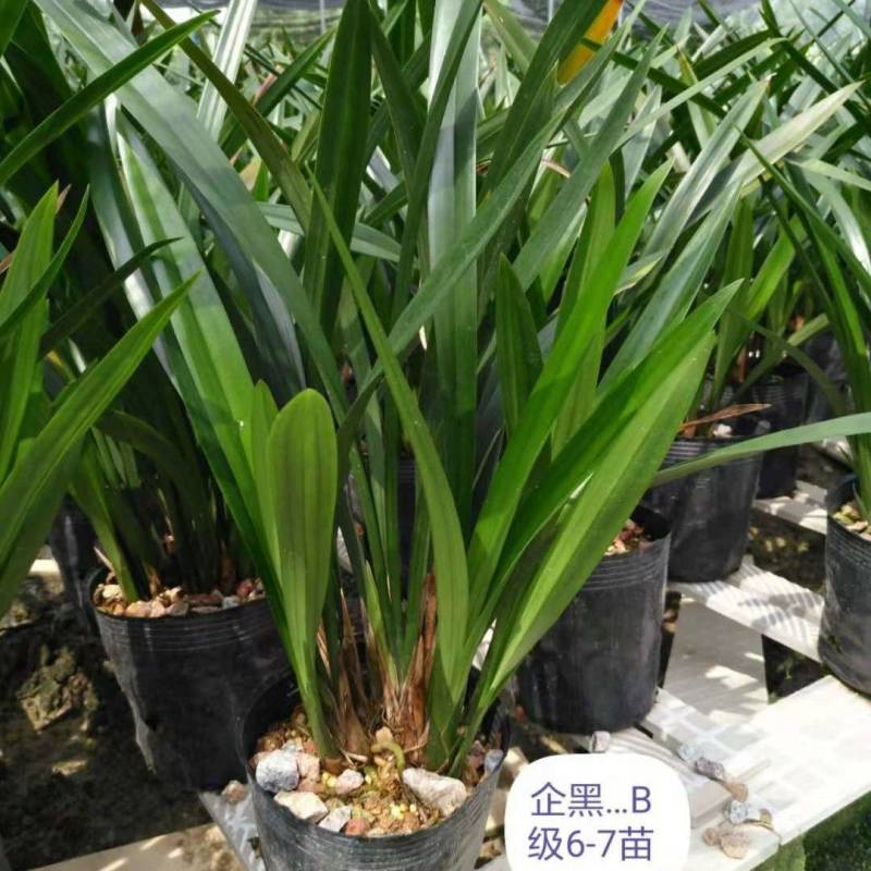 兰花苗带花苞盆栽浓香带原盆种植土发货墨兰企黑翁源兰花直供