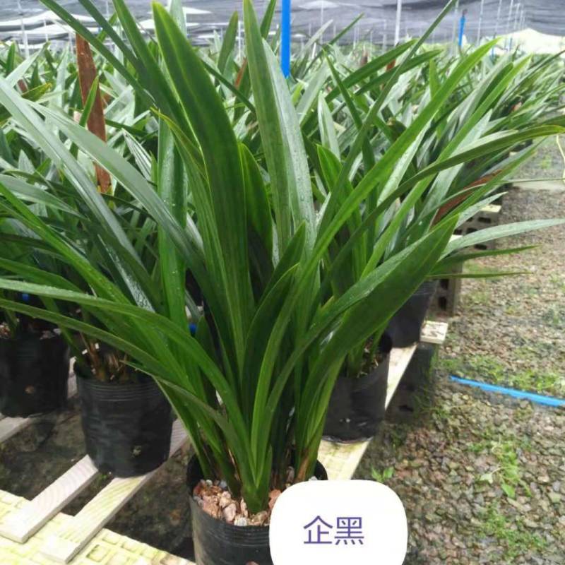 兰花苗带花苞盆栽浓香带原盆种植土发货墨兰企黑翁源兰花直供