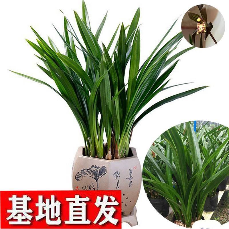 兰花苗带花苞盆栽浓香带原盆种植土发货墨兰企黑翁源兰花直供
