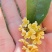 佛顶珠桂花