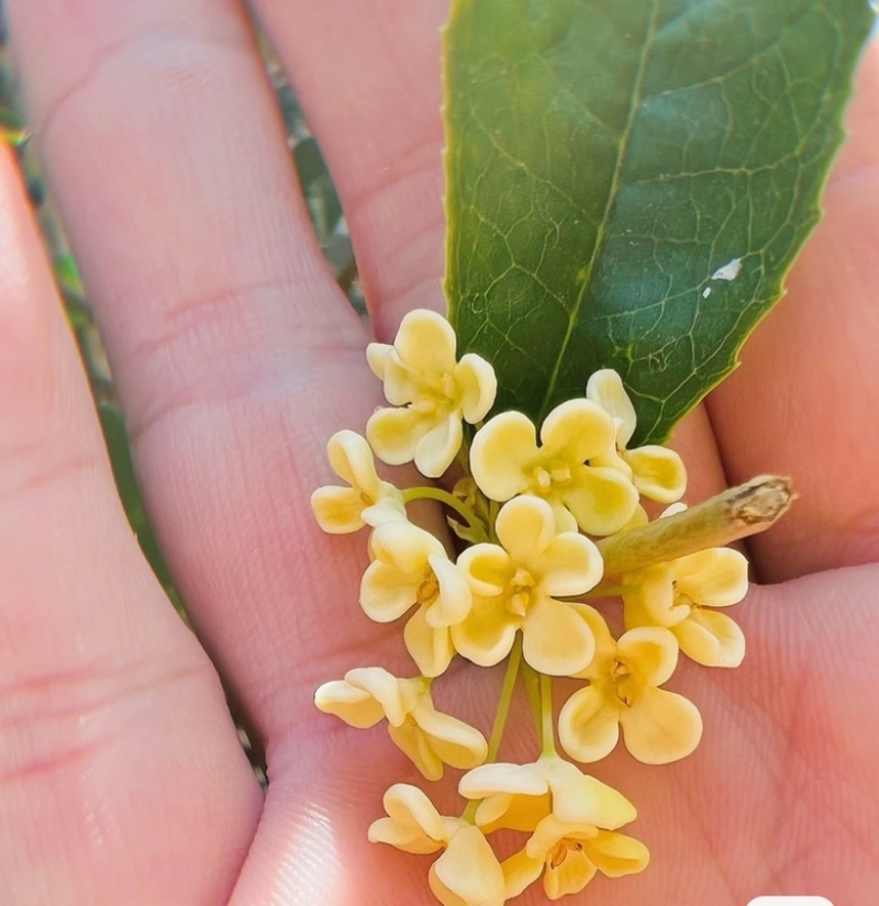 佛顶珠桂花