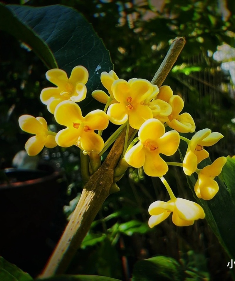 佛顶珠桂花