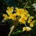 佛顶珠桂花