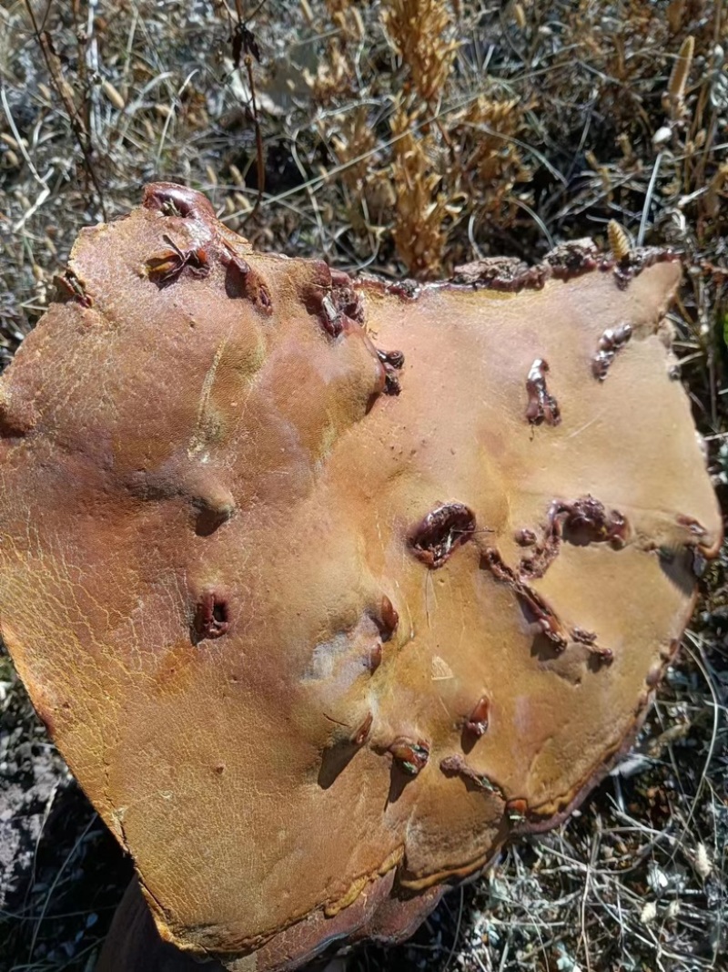 红豆杉灵芝【批发】一手货源供应，深山纯野生货，需要的来聊