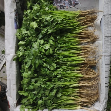 【精品香菜】质量好，价格优惠