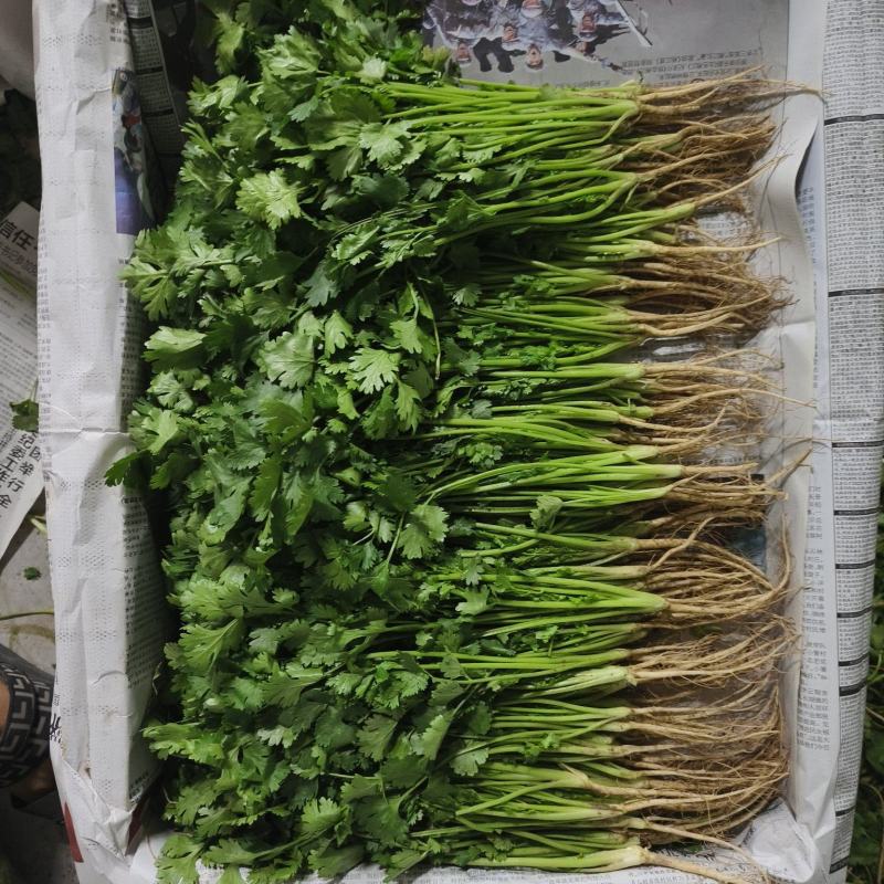 【精品香菜】质量好，价格优惠