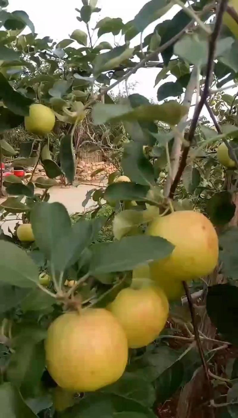 苹果鲁丽苹果小晨阳红星苹果大量供应链欢迎您