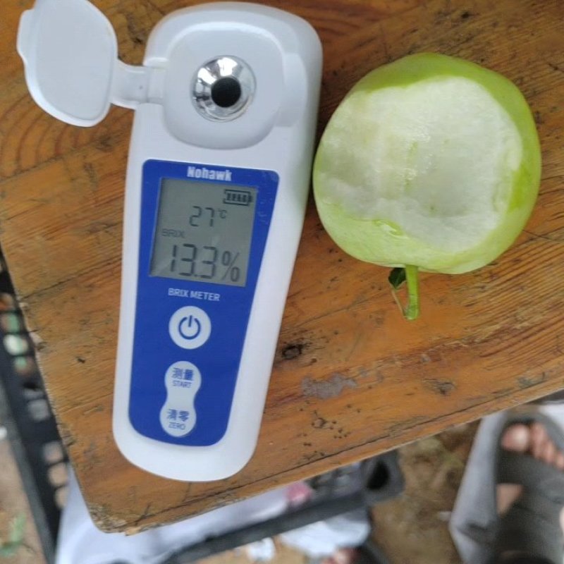 苹果鲁丽苹果小晨阳红星苹果大量供应链欢迎您