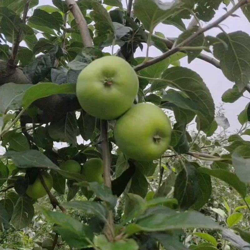 苹果鲁丽苹果小晨阳红星苹果大量供应链欢迎您