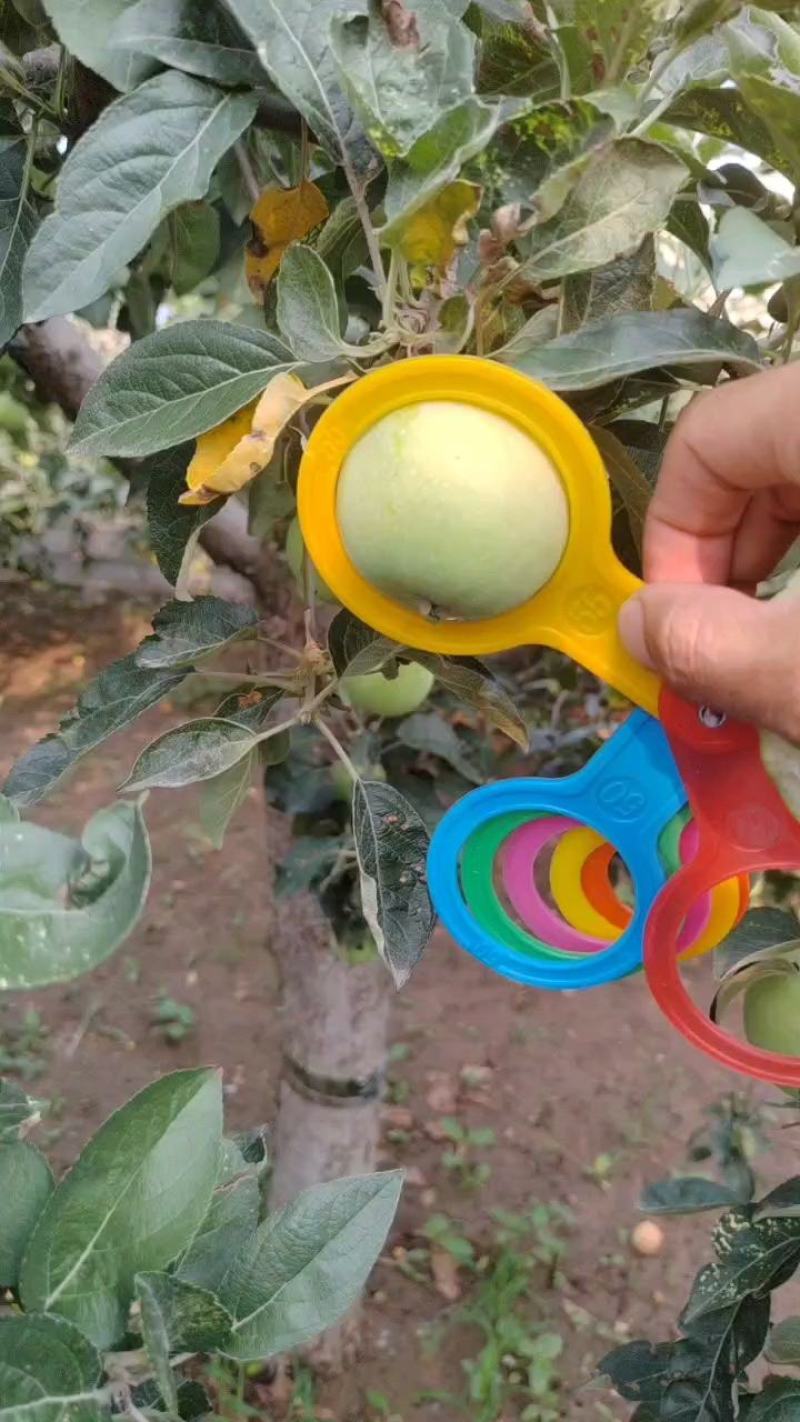 苹果鲁丽苹果小晨阳红星苹果大量供应链欢迎您