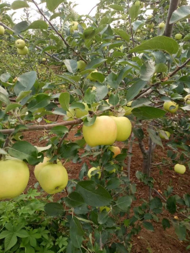 苹果鲁丽苹果小晨阳红星苹果大量供应链欢迎您
