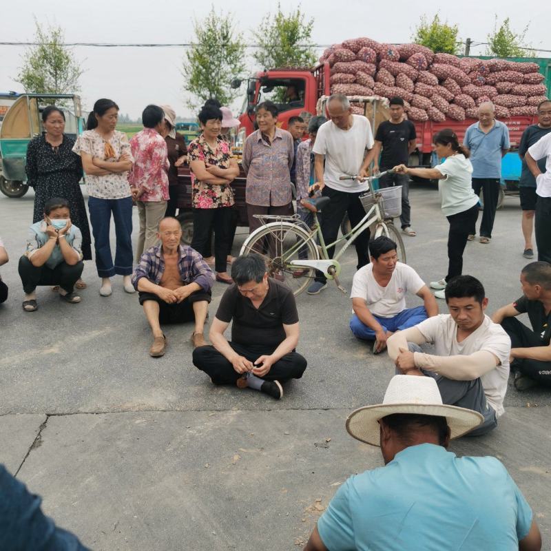 金乡太空蒜种子.大青稞蒜种子金乡产地直发保质保量