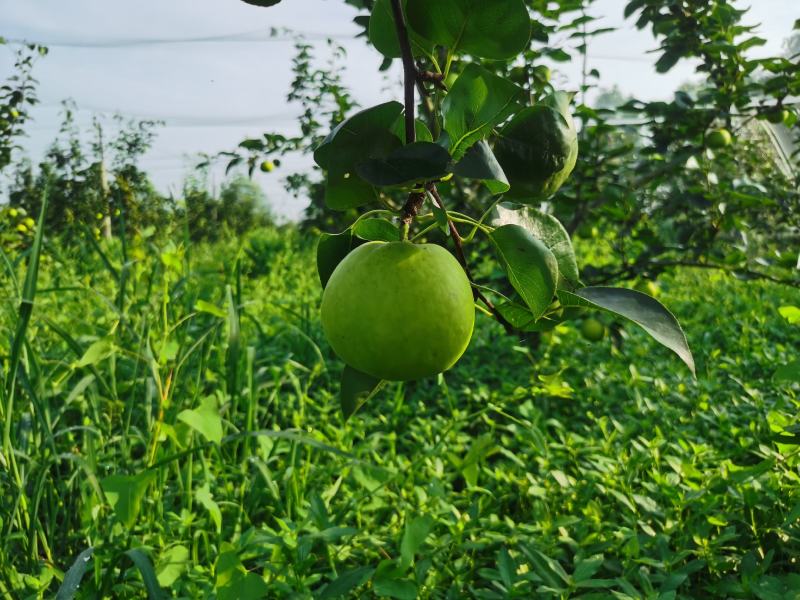 翠玉梨、翠冠梨大量出售