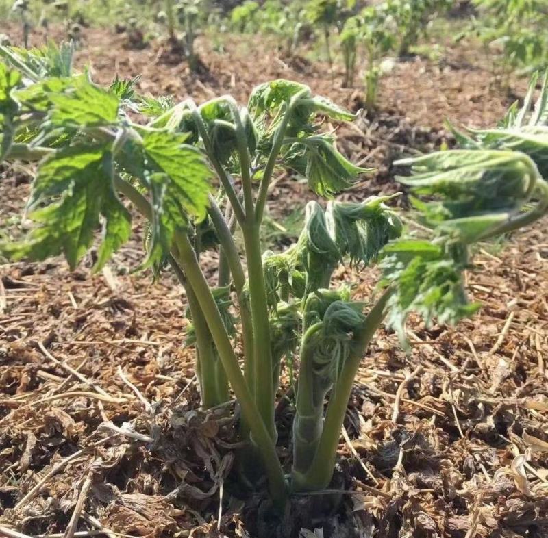 辽宁窟窿芽苗，升麻苗，大三叶。苦龙芽苗，苦嫩牙品质保证