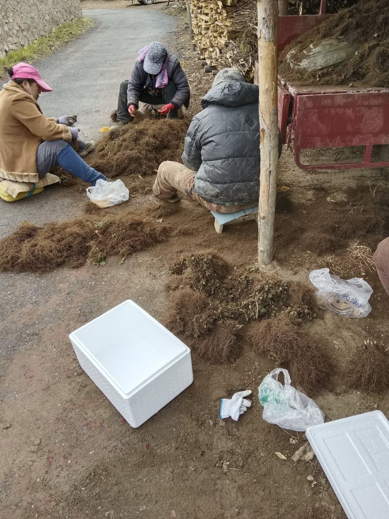 辽宁窟窿芽苗，升麻苗，大三叶。苦龙芽苗，苦嫩牙品质保证