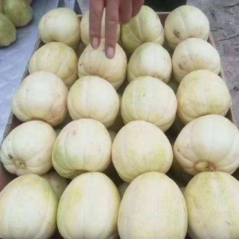 【推荐】精品露天香瓜0.5斤以上起步量大价优