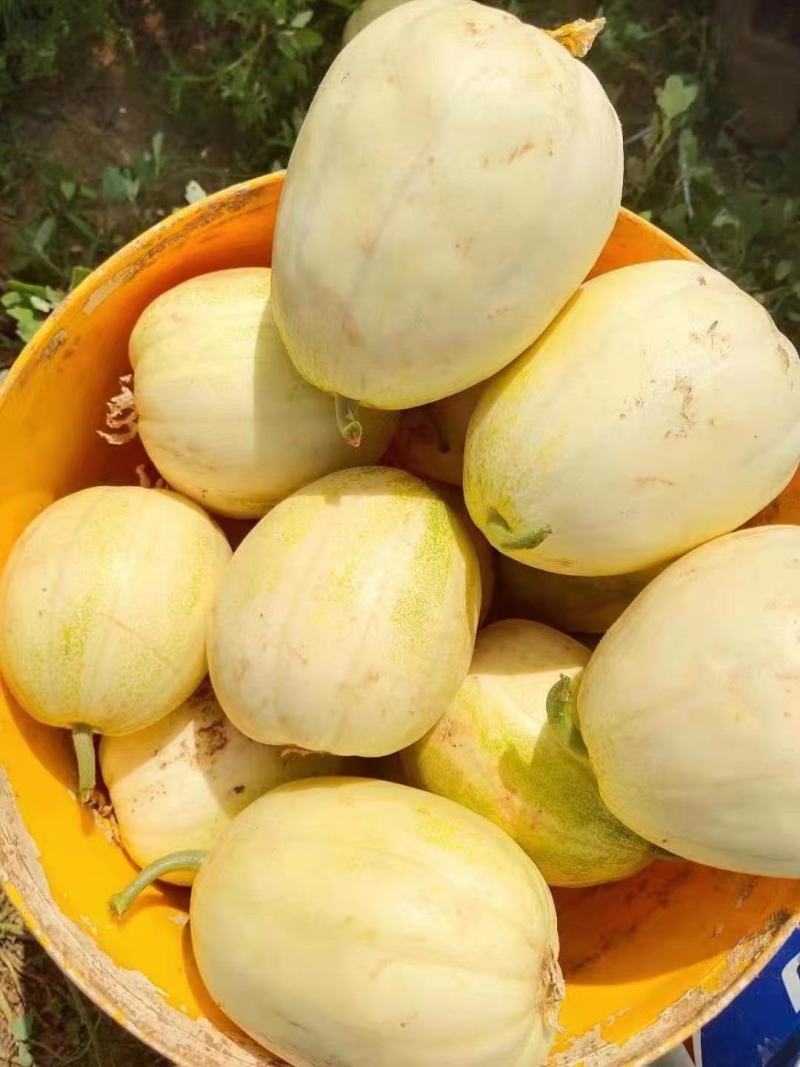 【推荐】精品露天香瓜0.5斤以上起步量大价优