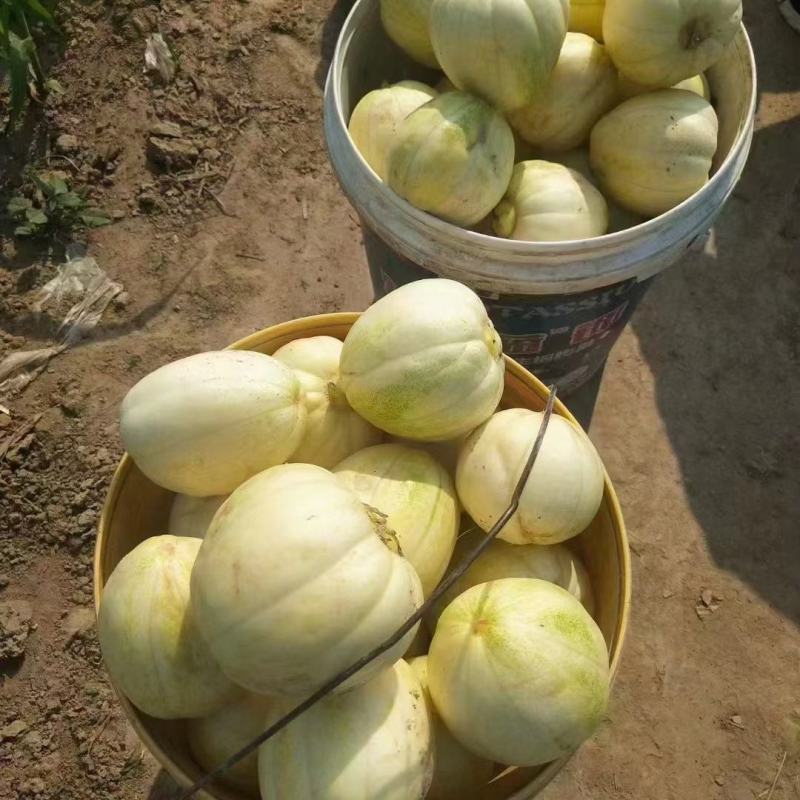 【推荐】精品露天香瓜0.5斤以上起步量大价优