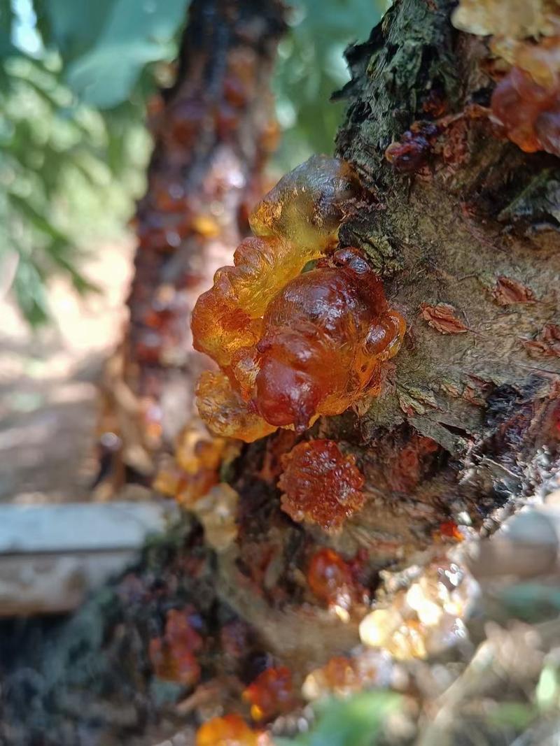 桃胶野生桃胶上坪鹰嘴桃桃胶太阳晒干原产地一手货源