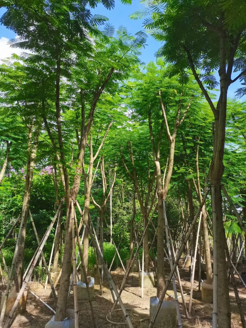 凤凰木