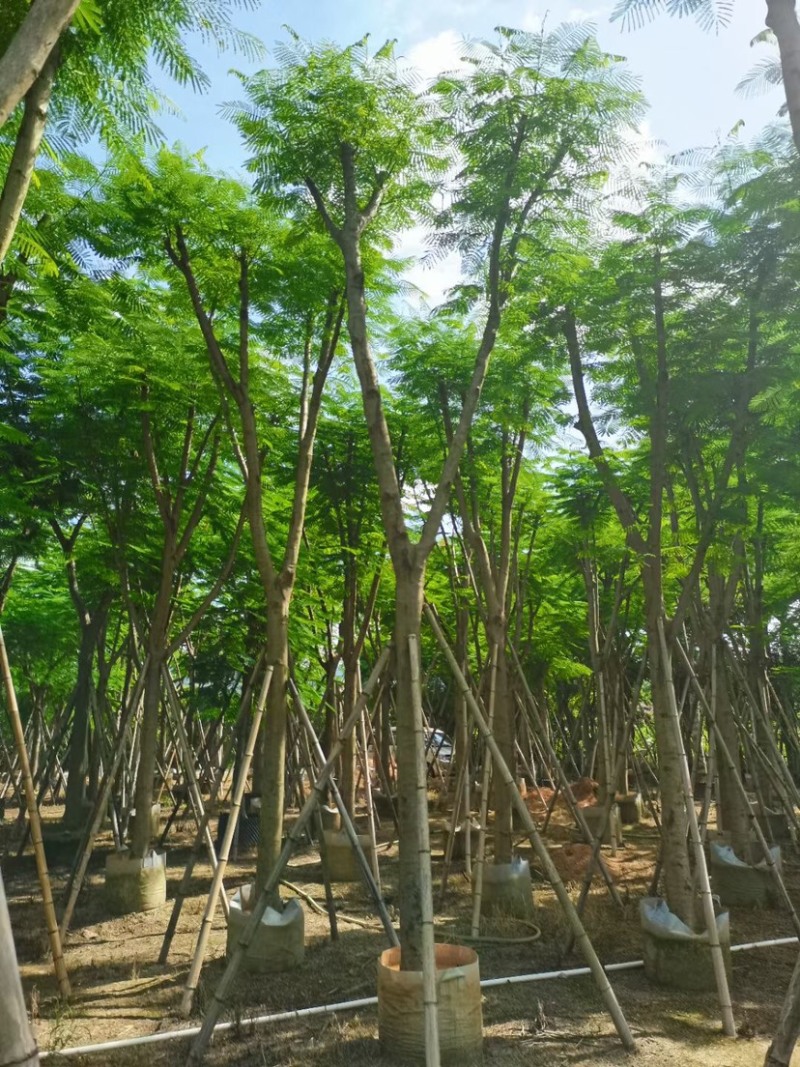 凤凰木